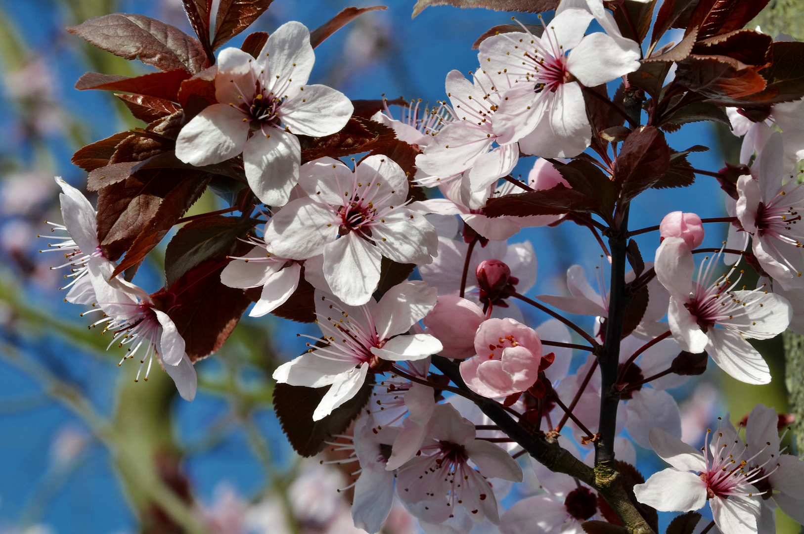  Blutbuchenblüten