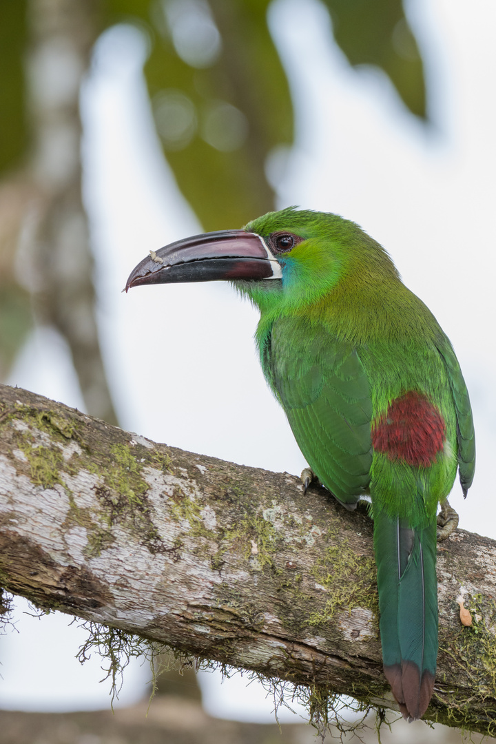 Blutbürzelarassari (Aulacorhynchus haematopygus), Tandayapa , Ecuador