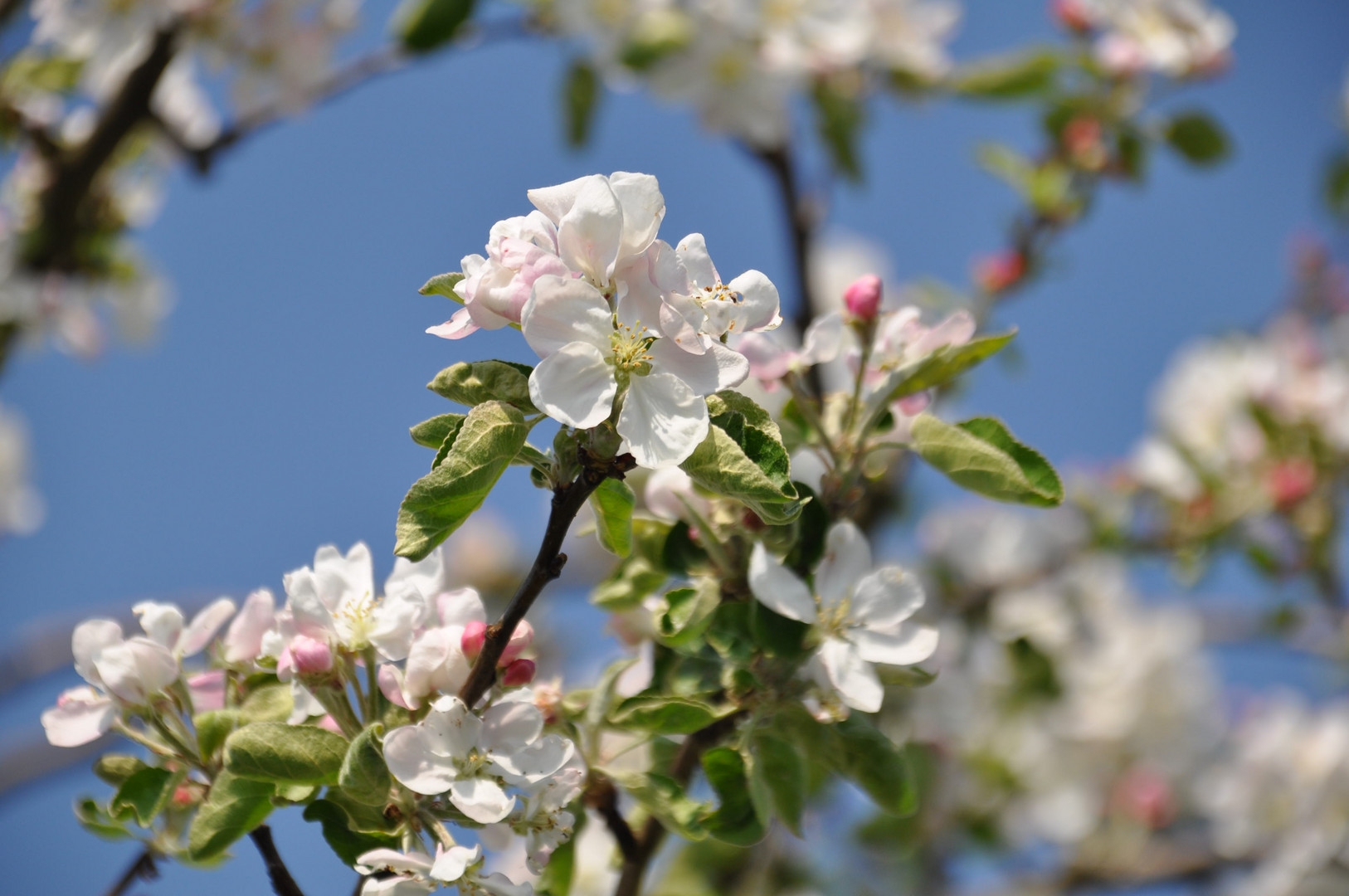 bluten in frühling