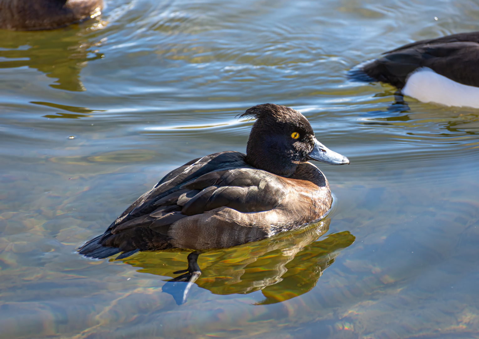 Blutenburger Ente