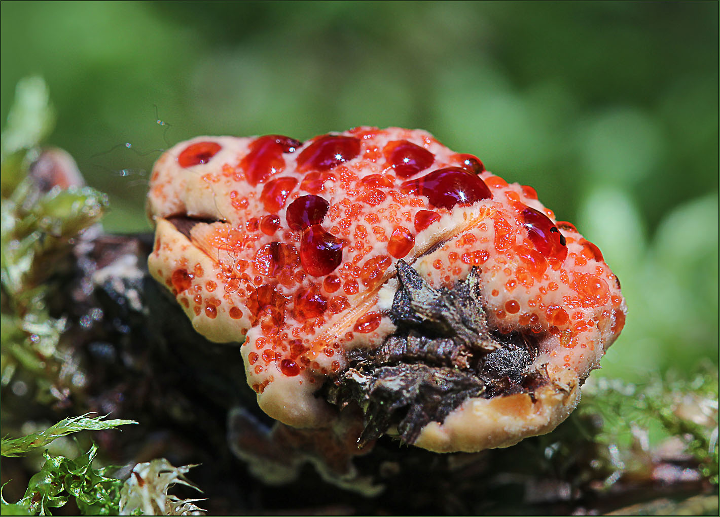 Blutender Korkstacheling (Hydnellum ferrugineum)