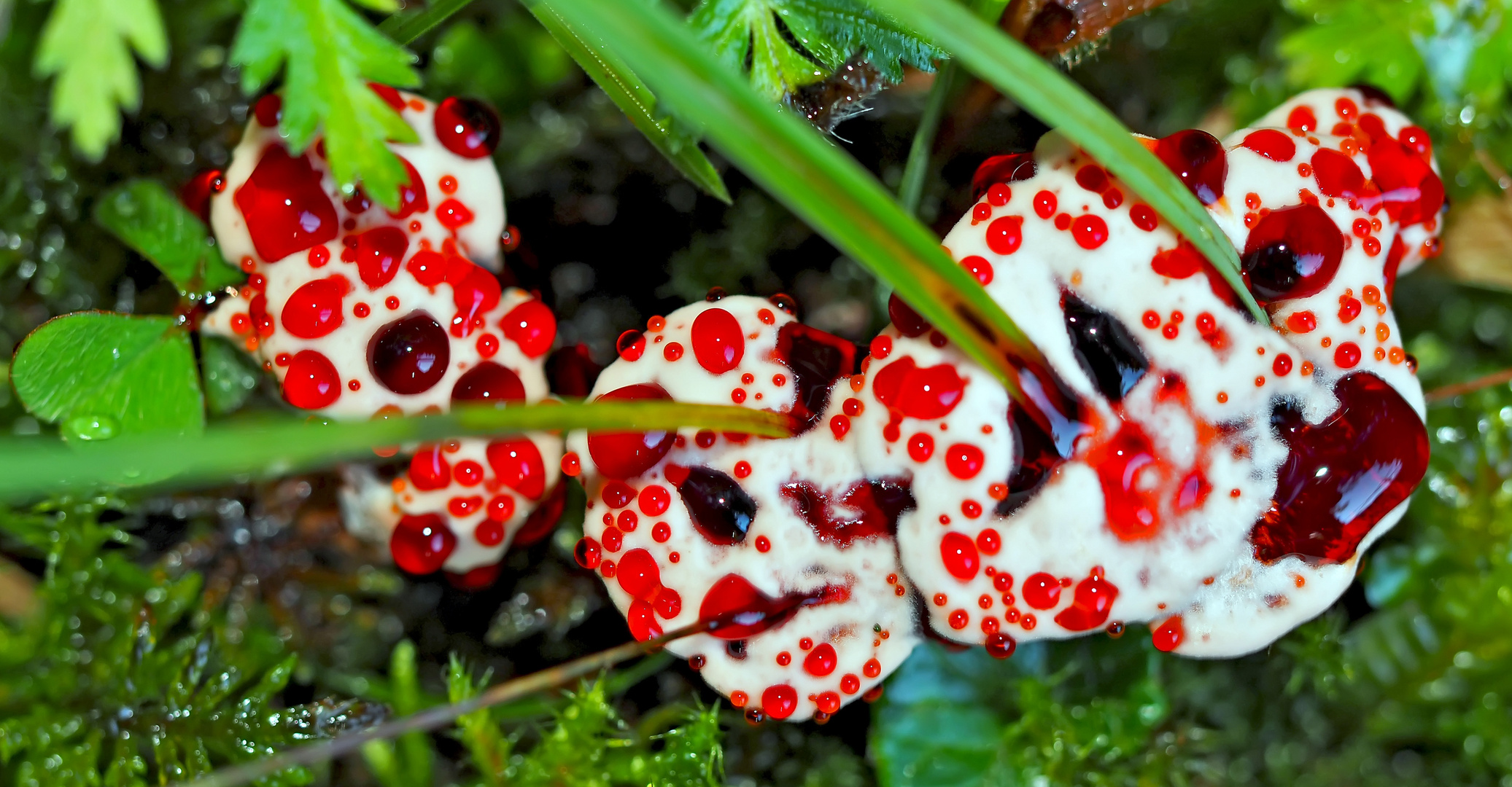 Blutender Korkstacheling (Hydnellum peckii) -  Hydnelle de Peck.