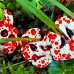 Blutender Korkstacheling (Hydnellum peckii) -  Hydnelle de Peck.