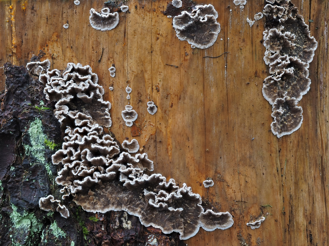  Blutender Nadelholz-Schichtpilz (Stereum sanguinolentum)