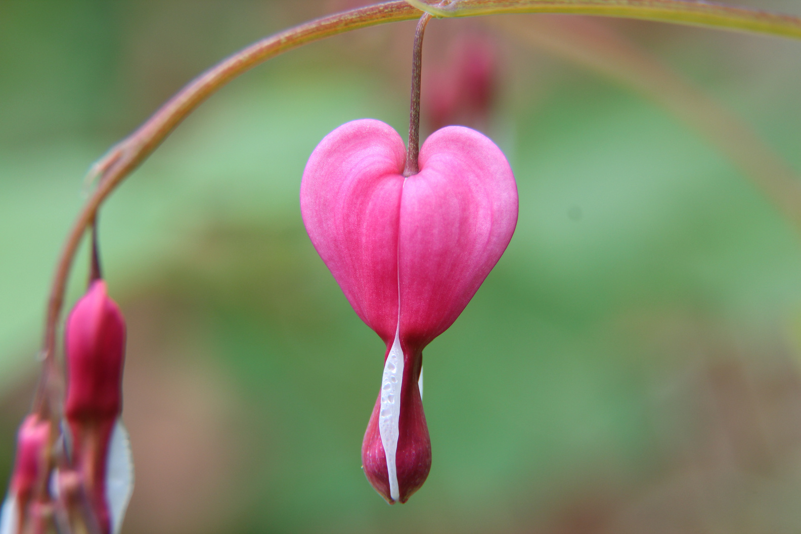 blutendes Herz