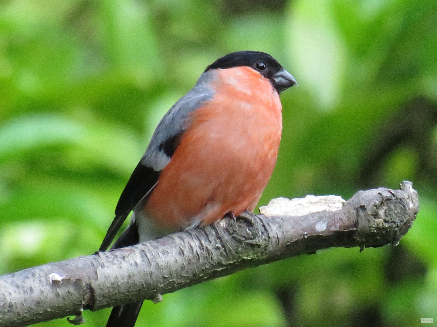 Blutfink Gimpel Dompfaff Pyrrhula Pyrrhula Foto Bild Tiere Wildlife Wild Lebende Vogel Bilder Auf Fotocommunity