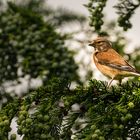 Bluthänfling am Freisitz