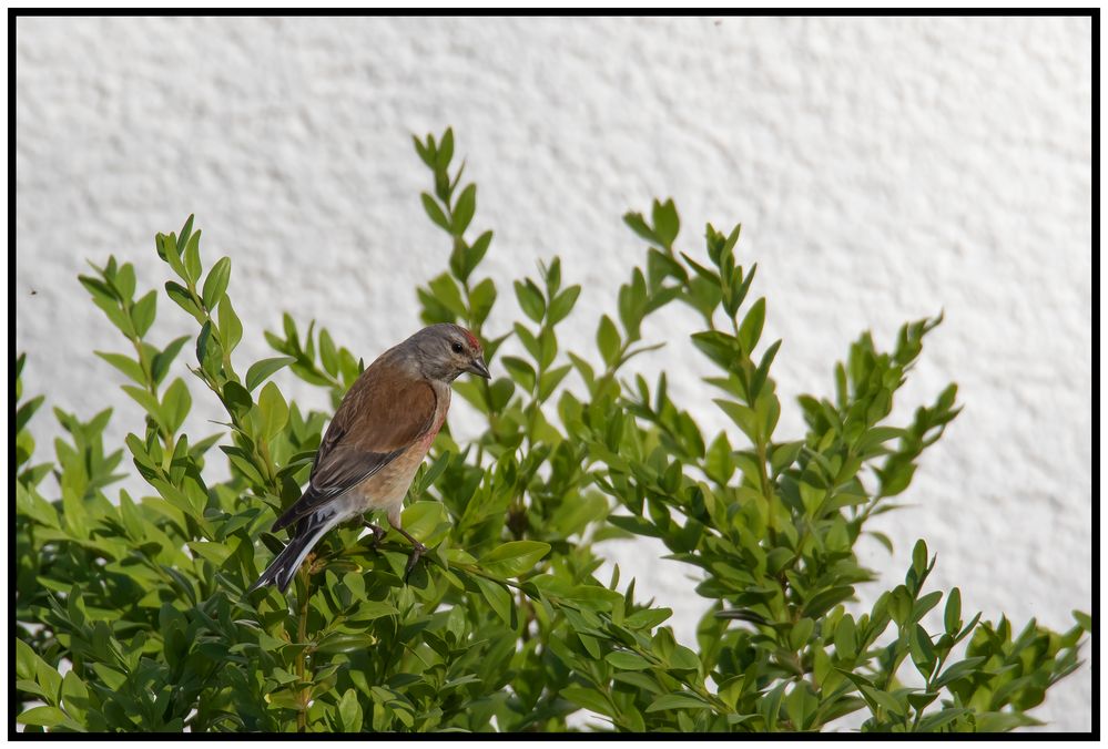 Bluthänfling bei uns im Garten