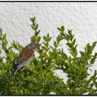 Bluthänfling bei uns im Garten