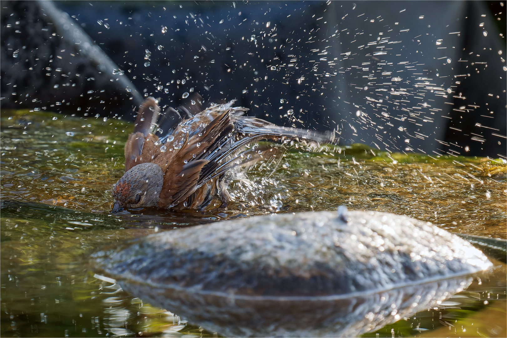 Bluthänfling beim Baden  .....