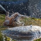 Bluthänfling beim Baden  .....