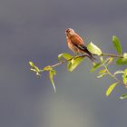 Bluthänfling (C. cannabina)