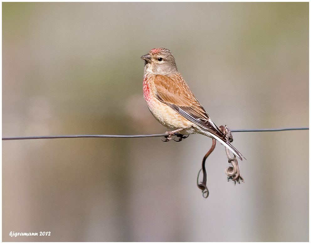 Bluthänfling (Carduelis cannabina).....