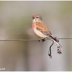 Bluthänfling (Carduelis cannabina).....