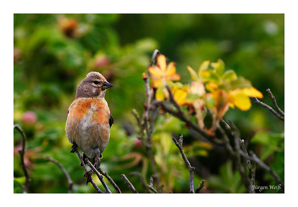 Bluthänfling (Carduelis cannabina)