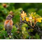 Bluthänfling (Carduelis cannabina)