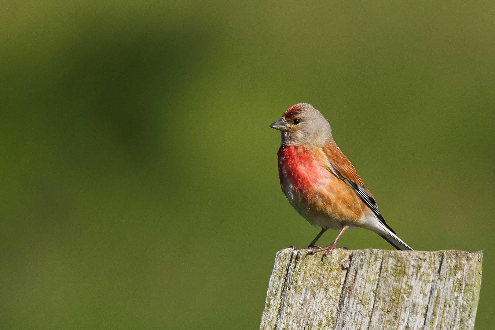 Bluthänfling (Carduelis cannabina)