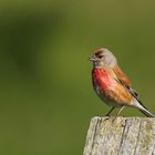 Bluthänfling (Carduelis cannabina)