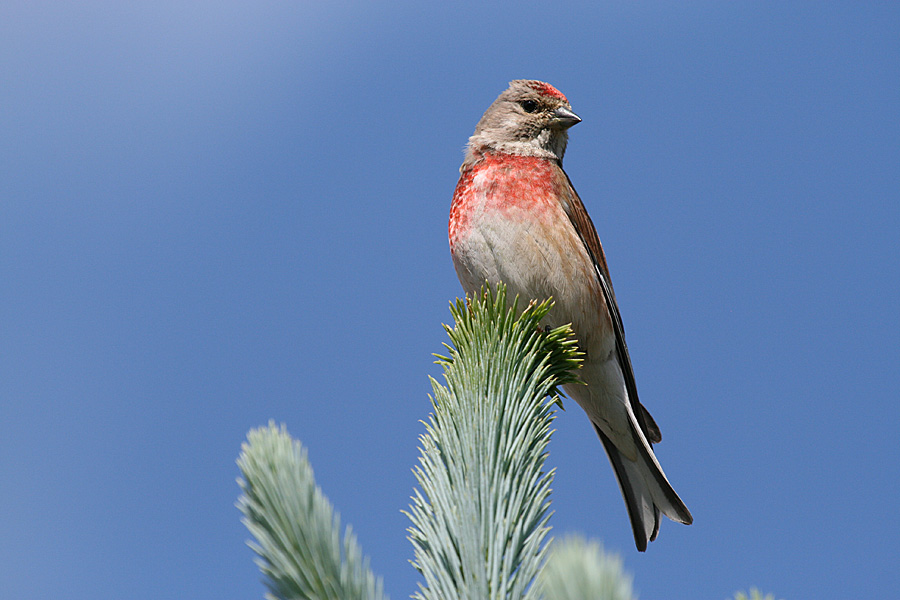 Bluthänfling (Carduelis cannabina)