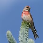 Bluthänfling (Carduelis cannabina)