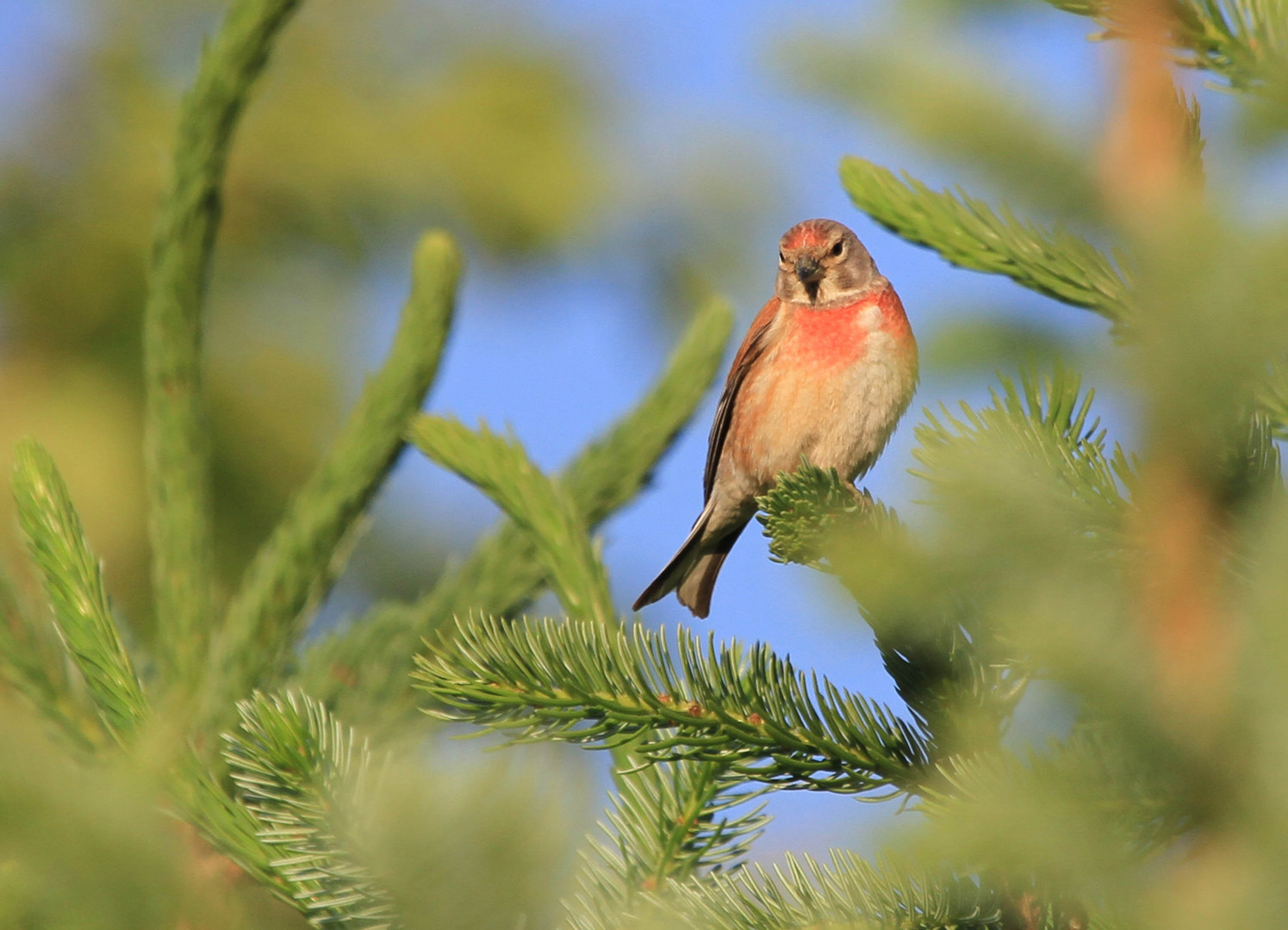 Bluthänfling (Carduelis cannabina)