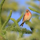 Bluthänfling (Carduelis cannabina)