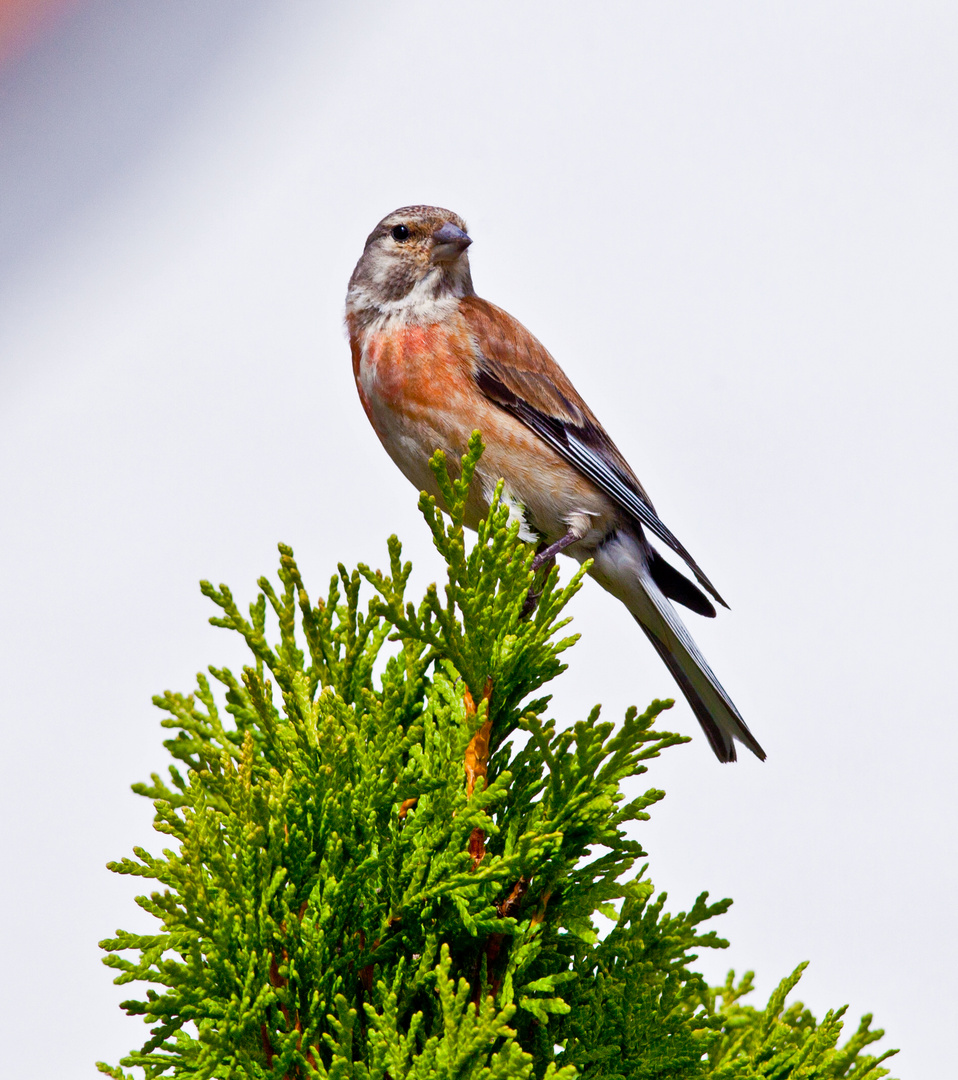 Bluthänfling  (Carduelis cannabina)