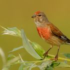 Bluthänfling (Carduelis cannabina)