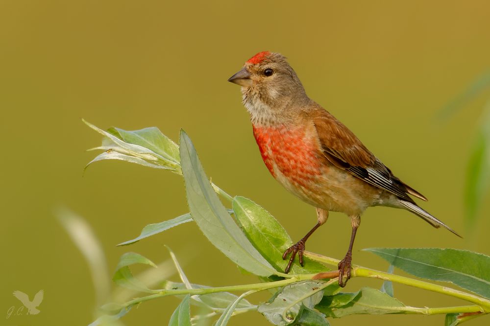 Bluthänfling (Carduelis cannabina)