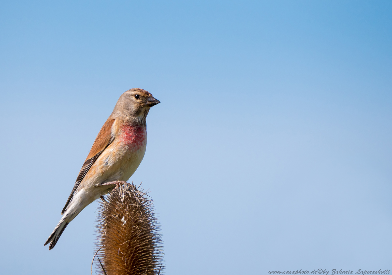 Bluthänfling (Carduelis cannabina)