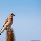 Bluthänfling (Carduelis cannabina)