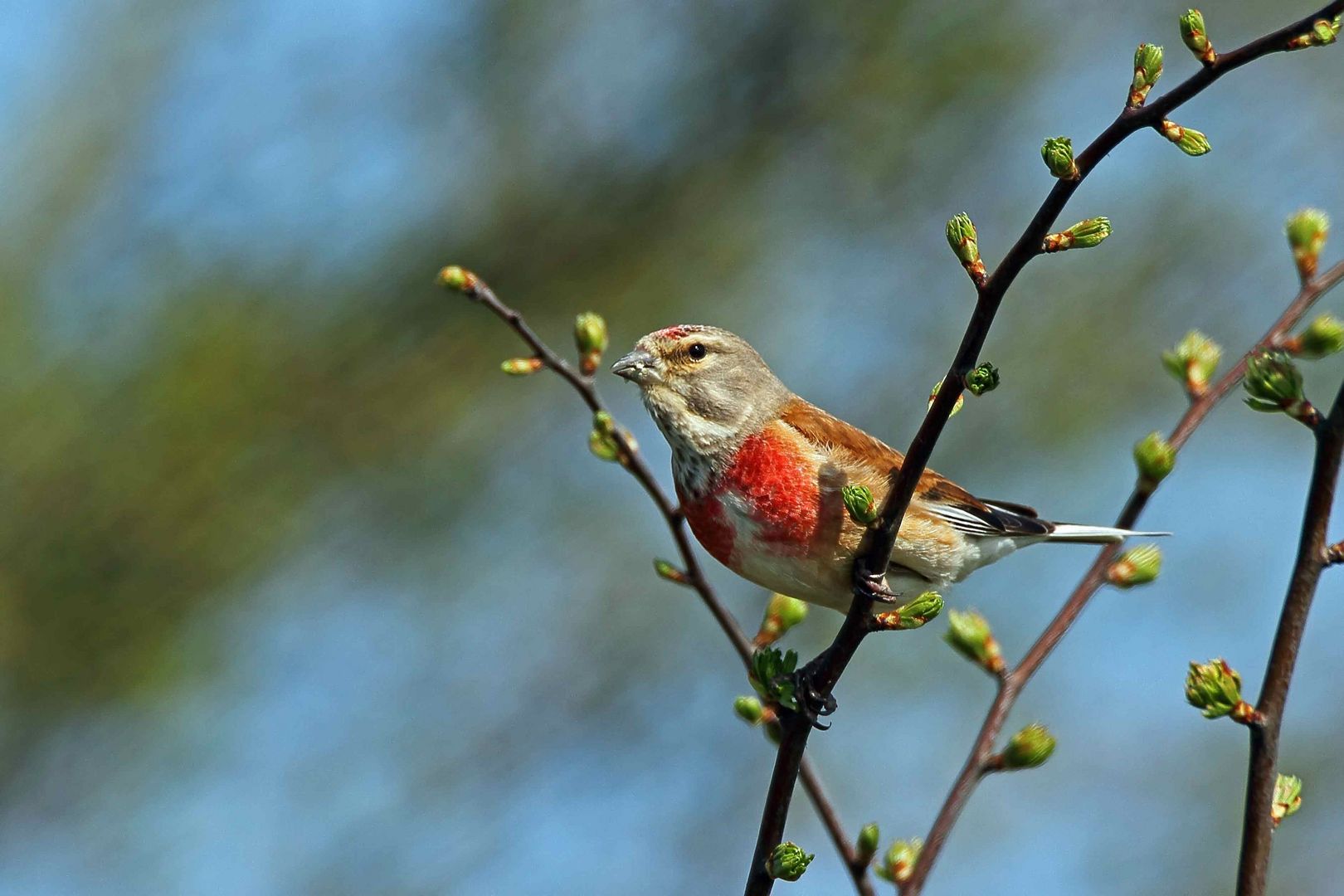 Bluthänfling (Carduelis cannabina)