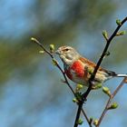 Bluthänfling (Carduelis cannabina)