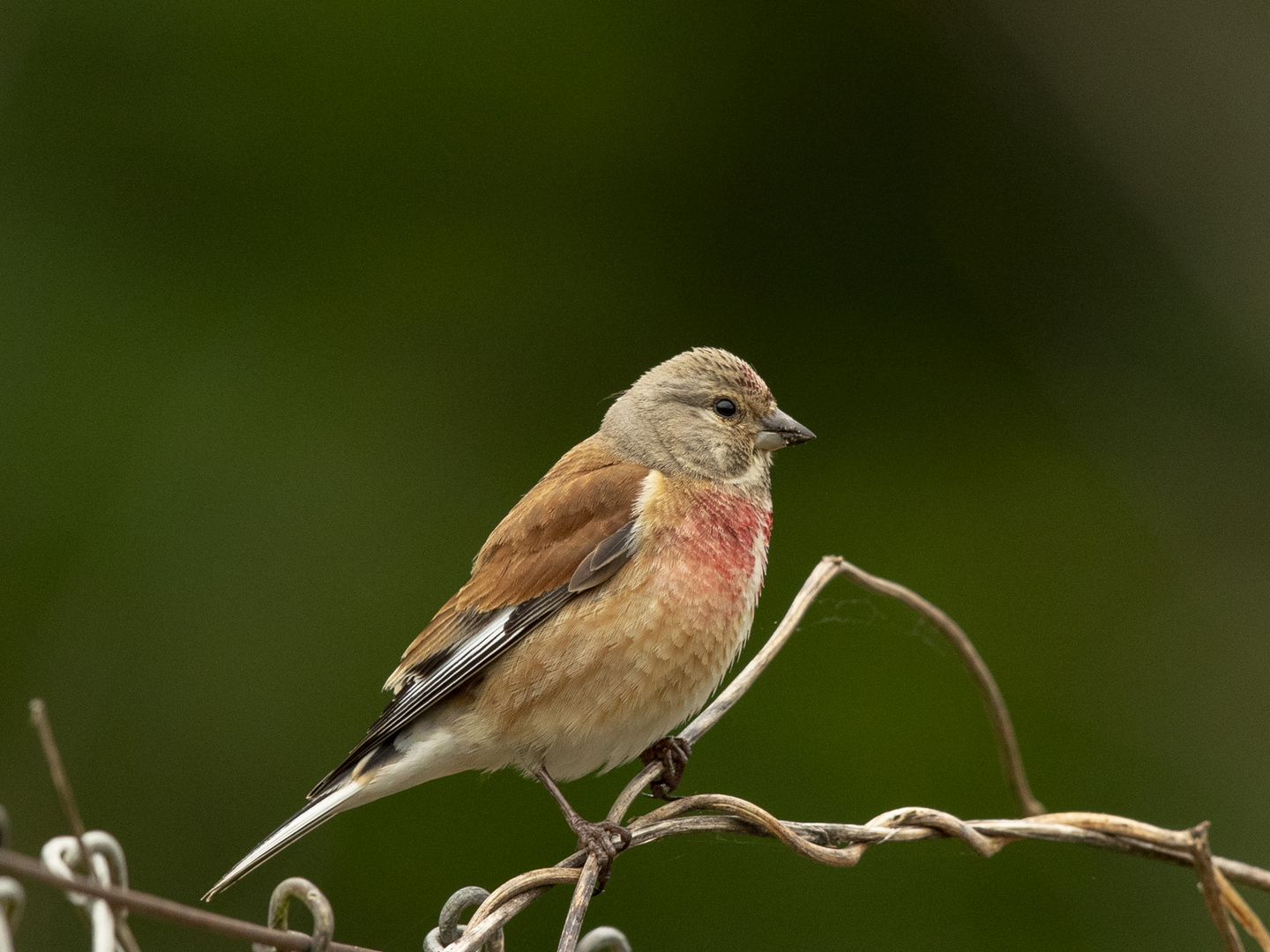 BLUTHÄNFLING (Carduelis cannabina)