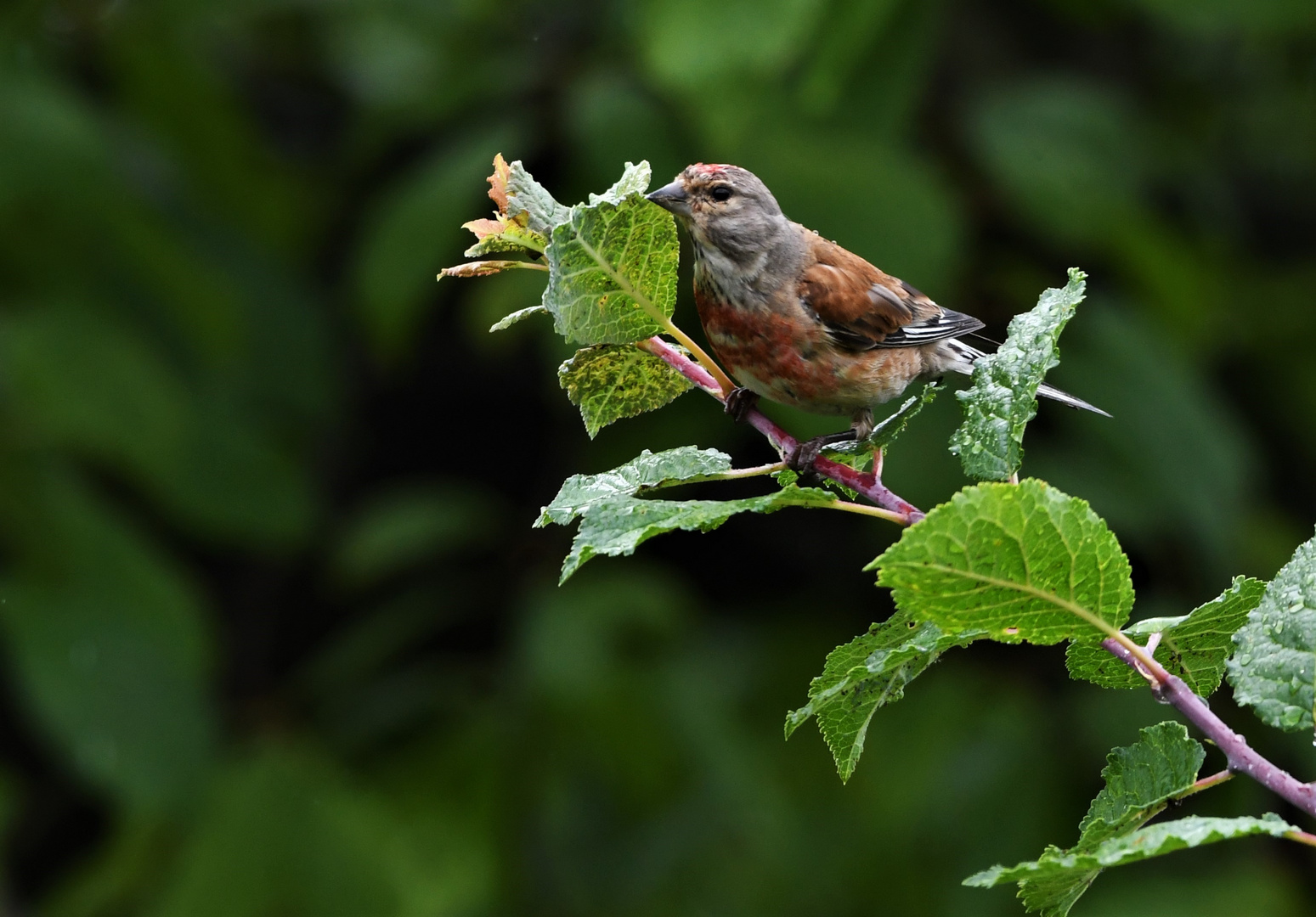 Bluthänfling (Carduelis cannabina )