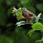 Bluthänfling (Carduelis cannabina )