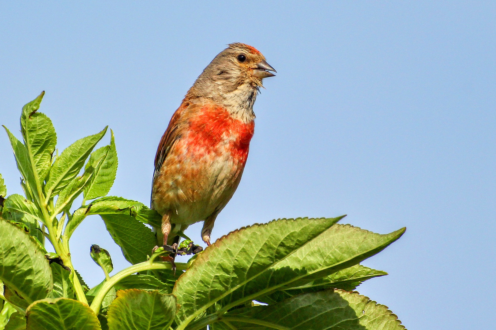 Bluthänfling (Carduelis cannabina)