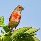 Bluthänfling (Carduelis cannabina)