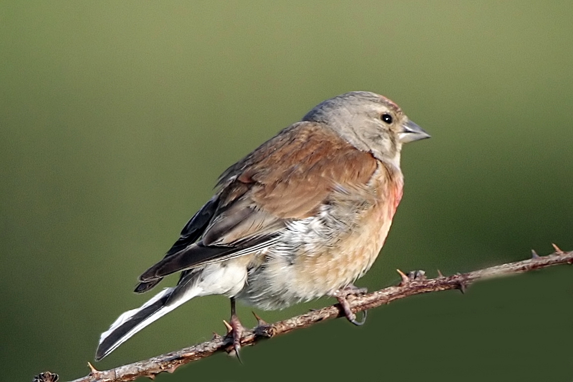 Bluthänfling (Carduelis cannabina