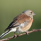 Bluthänfling (Carduelis cannabina