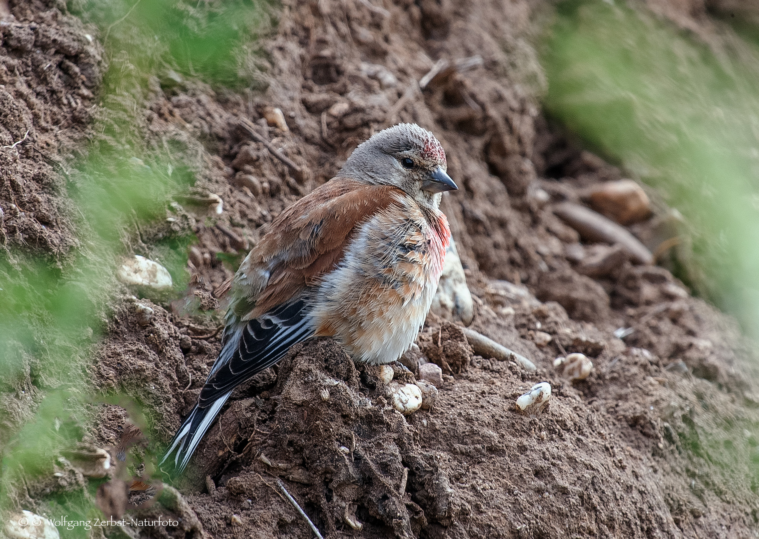  - BLUTHÄNFLING - ( Carduelis cannabina)