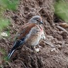  - BLUTHÄNFLING - ( Carduelis cannabina)