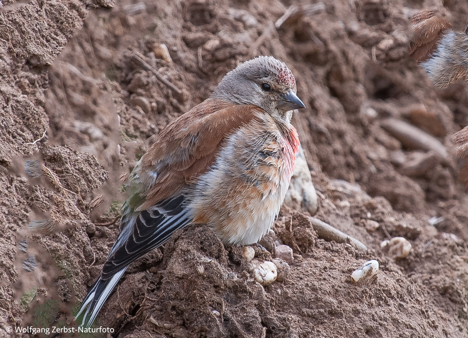 -- Bluthänfling --  ( Carduelis cannabina )