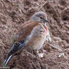 -- Bluthänfling --  ( Carduelis cannabina )