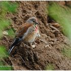 --- Bluthänfling --- (Carduelis cannabina)