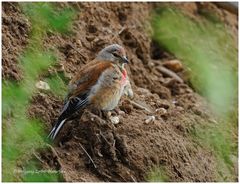 --- Bluthänfling --- (Carduelis cannabina)