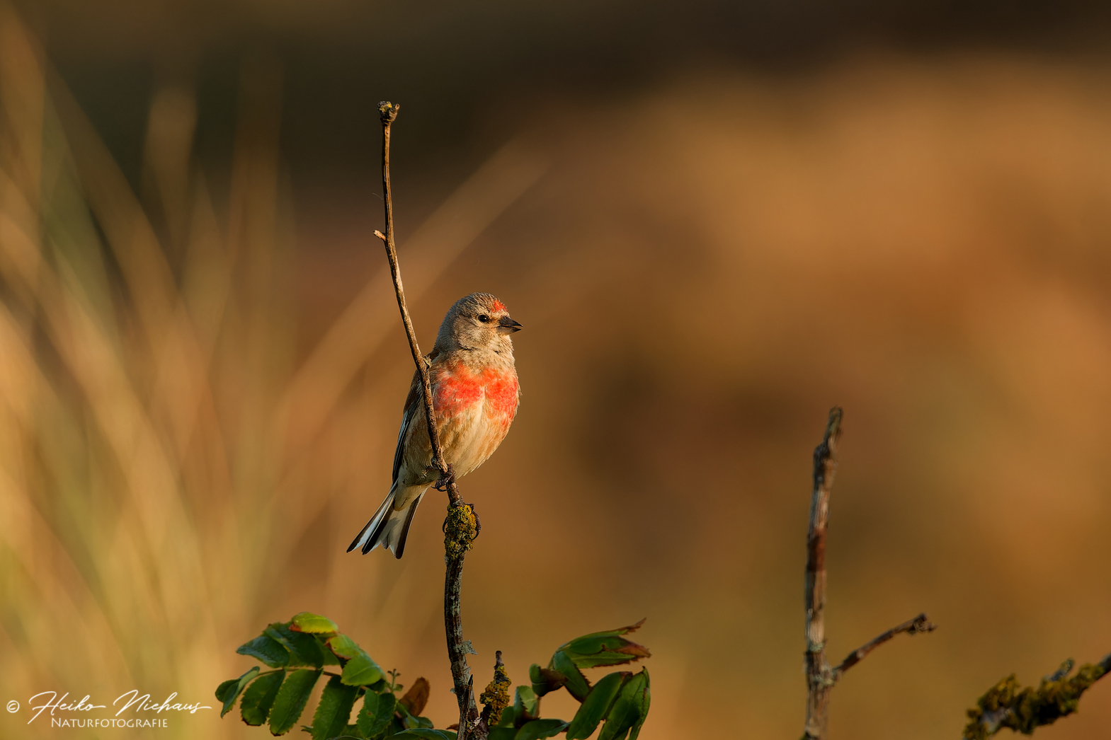 Bluthänfling (Carduelis cannabina)