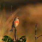 Bluthänfling (Carduelis cannabina)