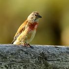 Bluthänfling (carduelis cannabina)