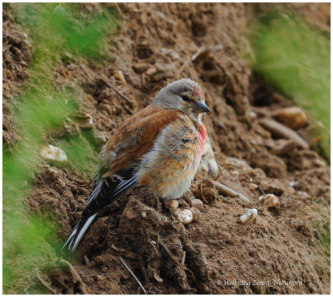 --- Bluthänfling --- ( Carduelis cannabina )